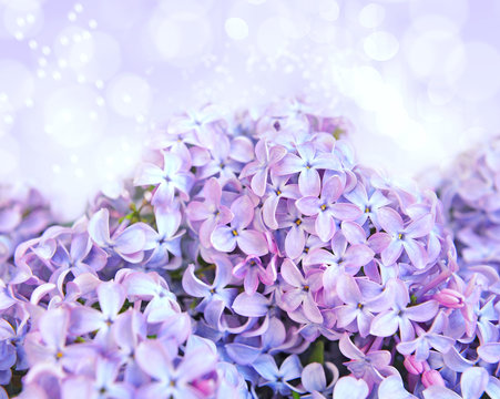 A tender background is with the fresh flowers of lilac
