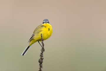 Schafstelze, Western Yellow Wagtail, Motacilla flava