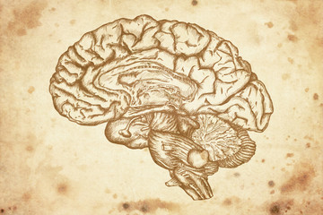 cursory drawing brain on old paper background - 52870925