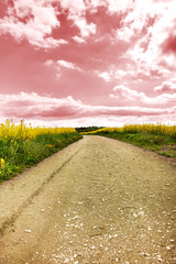 Dirt road between fields of rape