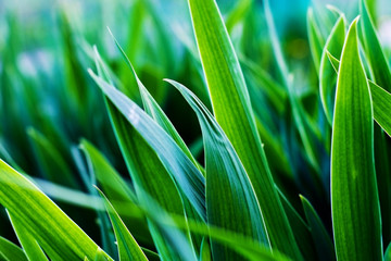 The leaves of irises