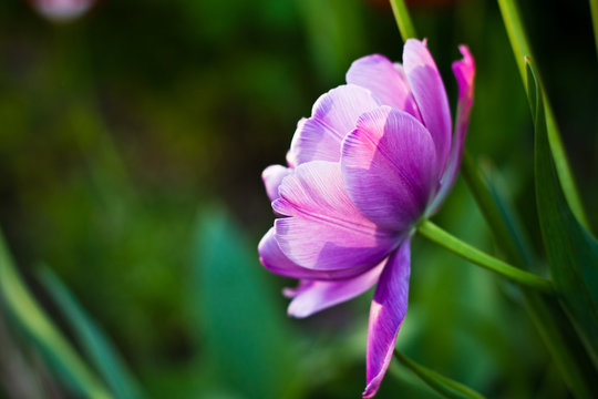 Lilac flower tulip