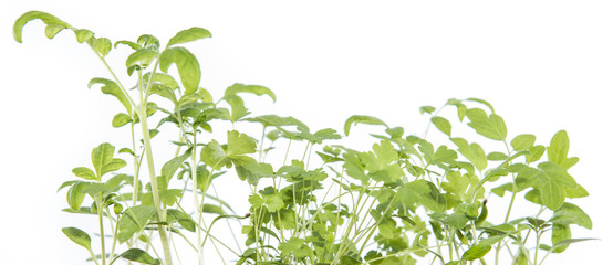 Small Seedlings isolated on white