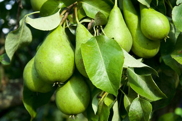 Pears on a tree branch closeup .