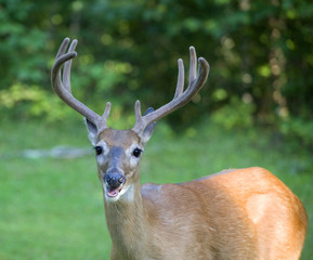 Mouthy buck