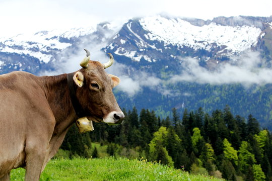 Bergkuh