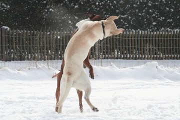 Junge Hunde spielen im Schnee