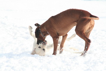 Spielende junge Hunde im Schnee