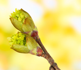 Blossoming buds on tree on bright background