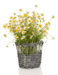 Small chamomiles in wicker basket isolated on white