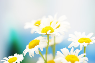 Beautiful wild camomiles, outdoors