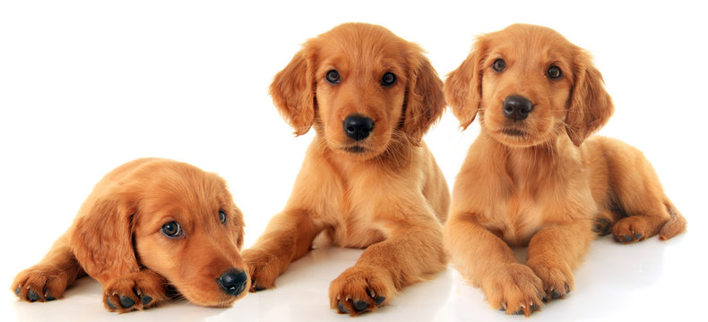 Golden setter puppy cheap