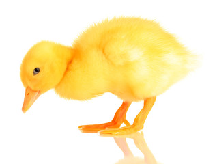 Cute duckling isolated on white