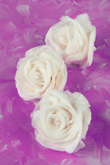 Fototapeta premium Sugar roses, on color background