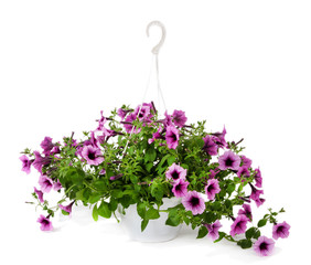 Purple petunia in flowerpot isolated on white