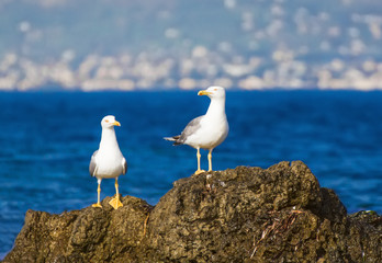 Two seagulls