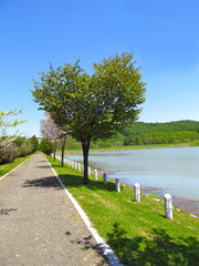 ハートの桜の木：大雪遊水公園