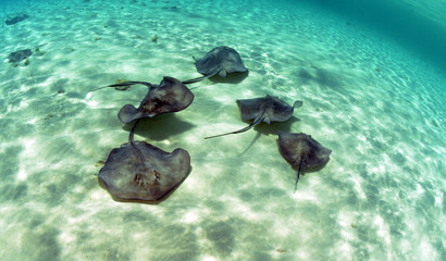 A group of stingrays swimming in the ocean © ftlaudgirl