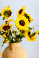 Obraz premium sunflowers Closeup