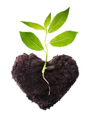 Plant tree in ground with root.