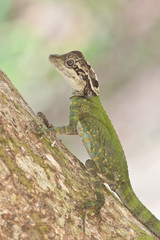 A female angle head lizard, Gonocephalus grandis