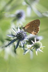 Fototapeta premium The butterfly on the Sea Holly flower