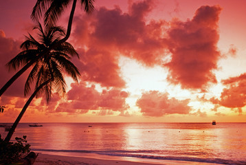 Obraz na płótnie Canvas Dłoń drzewo o zachodzie słońca, Tobago, Karaiby ? Arena Photo UK