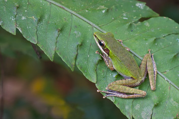A white lipped fromg, Hylarana labialis on fern leaf