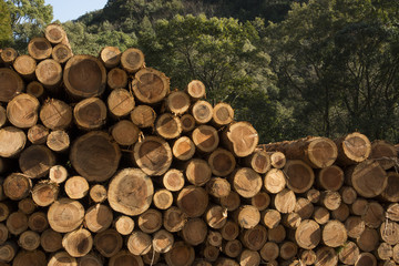 森の前に積み上げられた丸太