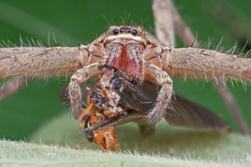 A huntsman spider with winged termite prey