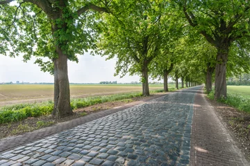 Rugzak Cobblestones road between the trees © Ruud Morijn