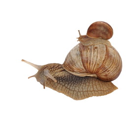 Garden snail (Helix aspersa) isolated on white