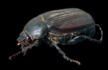 Naklejka premium Beetle chafer 1