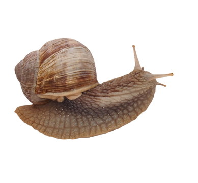 Garden snail (Helix aspersa) isolated on white background