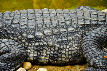 Portrait of a Crocodile