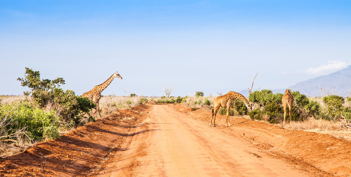 Fototapeta Free Giraffe in Kenya