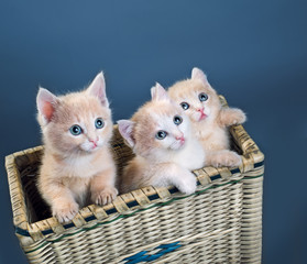 Fototapeta na wymiar three red kittens
