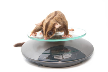 animal health - Sugar glider on weigh scales