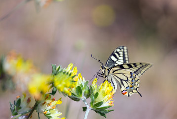 Old World Swallowtail butterfly feeding on yellow flower