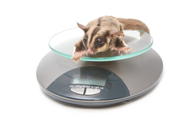 animal health - Sugar glider on weigh scales