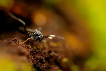 Insect