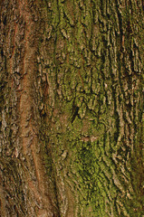 Bark texture