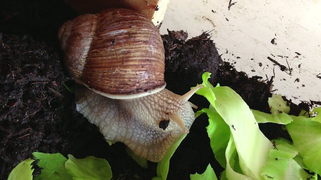 Die Schnecke ist Salatbl&auml;tter