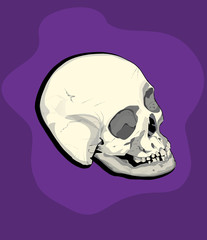 male skull