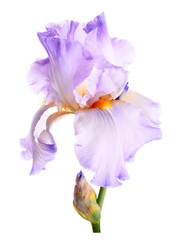 Iris flower. Isolated on white background