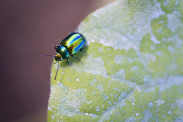 Chrysolina fastuosa macro su foglia di melanzana