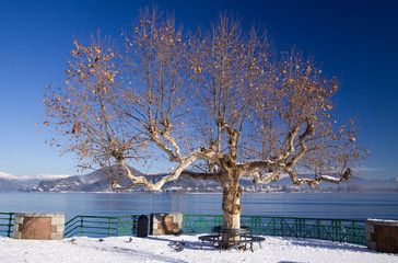 Plane tree on the Maggiore Lake, Arona, Italy