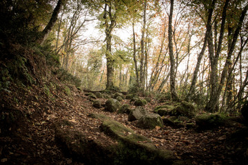 Fototapeta premium Path through Enchanted Autumn Forest