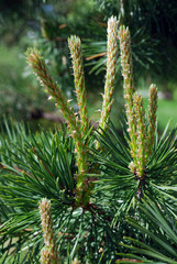 Young shoots of pine trees in the forest spring