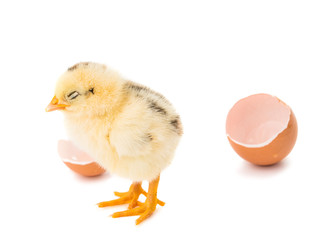 Little newborn baby chicken